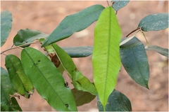 Cullenia exarillata